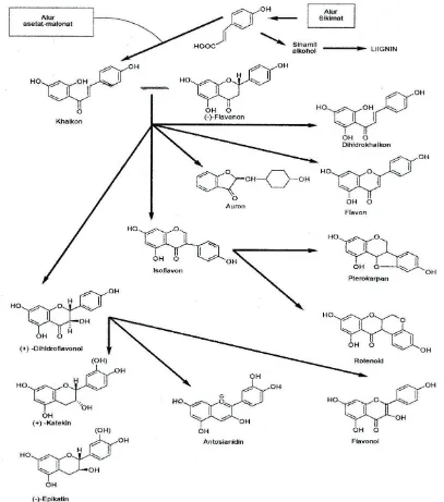 Gambar 2.1Biosintesa hubungan antara jenis monomer flavonoida dari alur asetat-