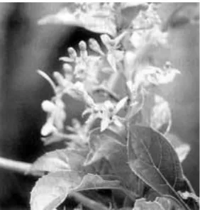 Gambar 1. Senggugu (Clerodendron serratum [L.] Spr.)