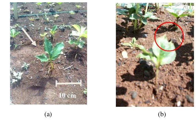 Gambar 6. Malformasi anak daun pada tanaman iles-iles dengan dosis 10 Gray; ratio panjang : lebar (a) dan penyatuan anak daun (b) 