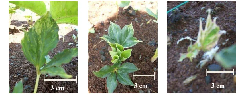 Gambar 7. Daun variegata pada tanaman iles-iles dengan dosis 10 Gray pada 16 MST 