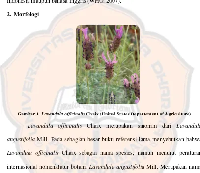 Gambar 1. Lavandula officinalis Chaix (United States Departement of Agriculture) 