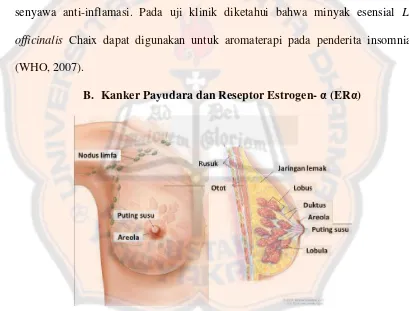 Gambar 3. Anatomi kelenjar payudara manusia (PubMed Health, 2014). 