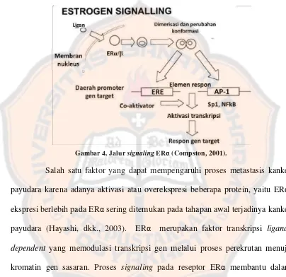 Gambar 4. Jalur signaling ERα (Compston, 2001). 
