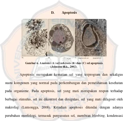 Gambar 6. Anatomi (A) sel nekrosis (B) dan (C) sel apoptosis  , 