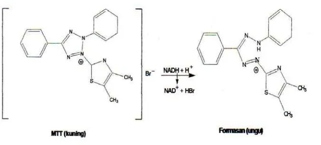 Gambar 3. Reaksi Reduksi MTT menjadi Formazan