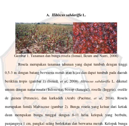 Gambar 1. Tanaman dan bunga rosela (Ismail, Ikram and Nazri, 2008) 