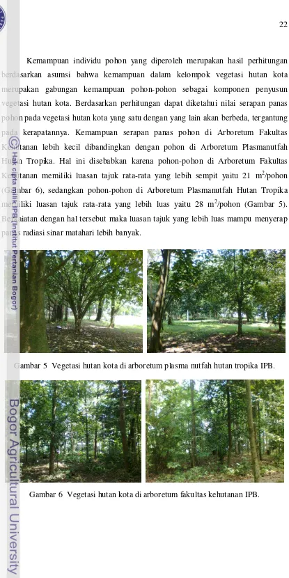 Gambar 6  Vegetasi hutan kota di arboretum fakultas kehutanan IPB. 