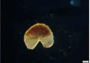 Gambar 2. Larva E. kamerunicus 