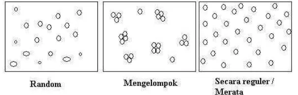 Gambar 3 Pola penyebaran individu suatu populasi secara mendatar dalam komunitas. 