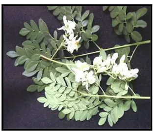 Gambar 1. Moringa oleifera lamk Sumber: Plantamor, 2010 