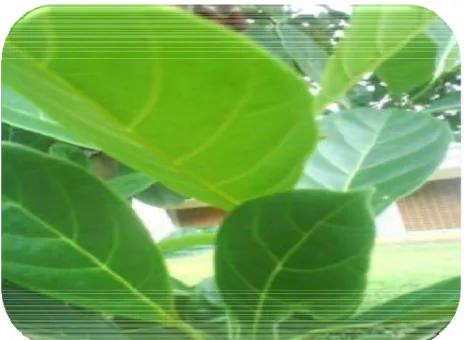 Gambar 3. Daun Nangka (Artocarpus heterophyllus) Sumber: Dokumen Penelitian, 2010  
