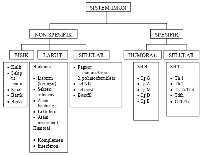 Gambar 4.  Gambaran   Sistem Imun Sumber: Guyton & Hall, 1997 