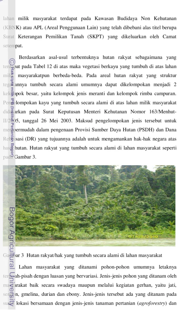 Gambar 3  Hutan rakyat/hak yang tumbuh secara alami di lahan masyarakat 