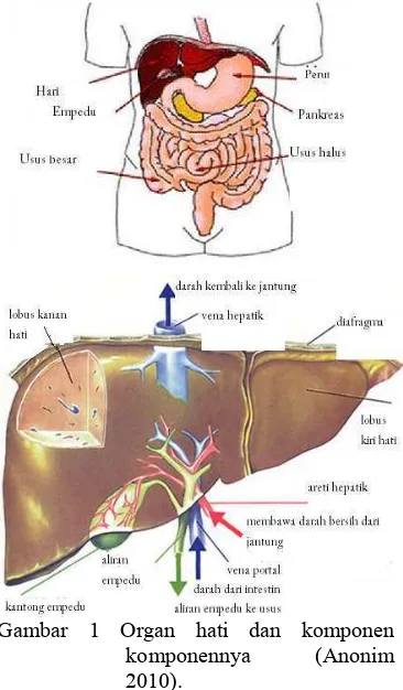 Gambar 1 Organ hati dan komponen 
