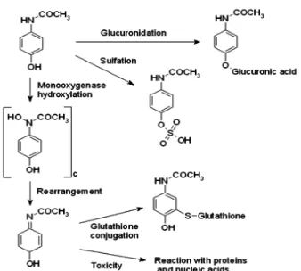 Gambar 4 Metabolisme parasetamol dalam  tubuh (Chemani 2010). 