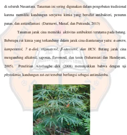 Gambar 1. Tanaman Jarak Cina (Jatropha multifida L.) (Neal, 2012) 