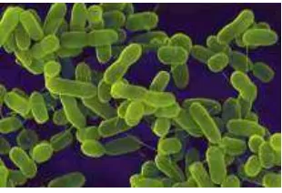 Gambar  1  Escherichia coli dilihat dengan mikroskop elektron Anonimus (2009b). 