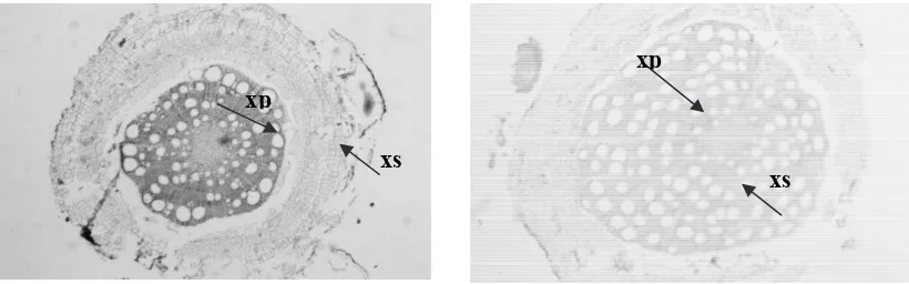 Figure 2a Lower paradermal of V. pinnata, left = mined; right = unmined site; s = stomata;  t = trichome; note: double of stomatal density on the left 