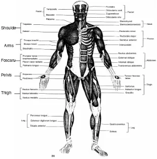Gambar. 13.  Otot Manusia Dilihat Dari Sisi Anterior 