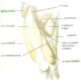 Gambar 12. Otot-otot Tungkai Atas dilihat dari depan (Satimin Hadiwidjaja