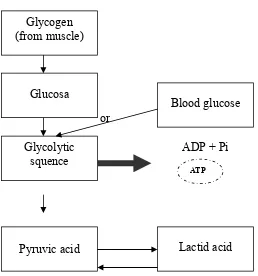 Gambar 5. Glikolisis Anaerobik (Fox, 1998: 23)