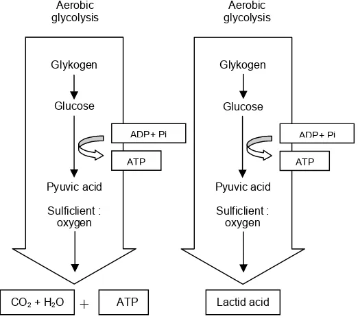 Gambar 7. Proses Glikolisis Aerobik dan Glikolisis Anaerobik (Fox, 1998 28)
