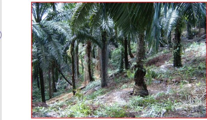Gambar 11. Kondisi topografi areal kelapa sawit di kebun Sei Meranti. 