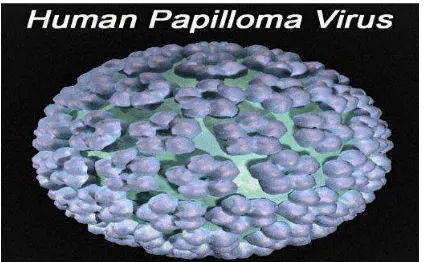 Gambar 3.2 Human Papilloma Virus (HPV) 