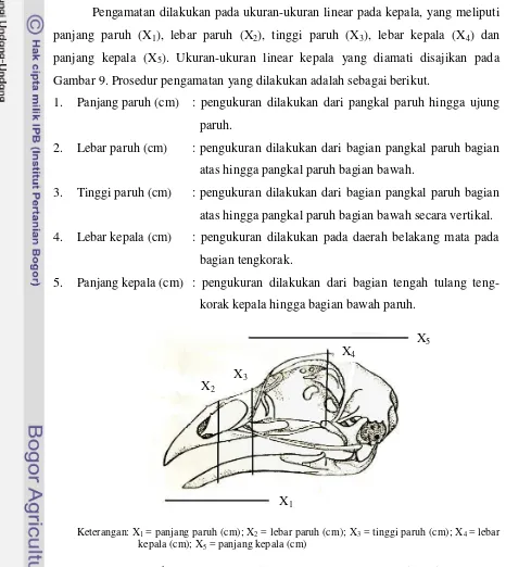 Gambar 9. Bagan Kepala Burung Dara Laut yang Diamati 