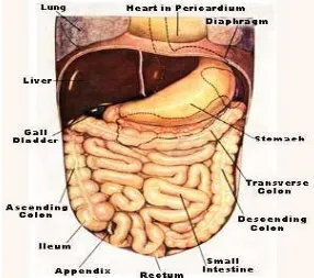 Gambar 8. Anatomi sistema Gastrointestinal 31