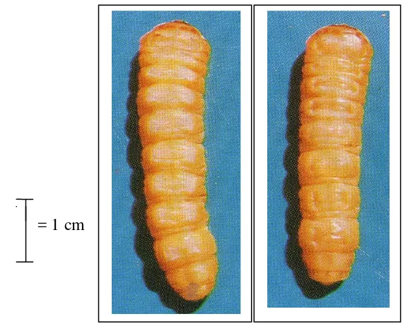 Gambar 2  Larva X. festiva dilihat dari arah atas (kiri) dan arah bawah (kanan). 
