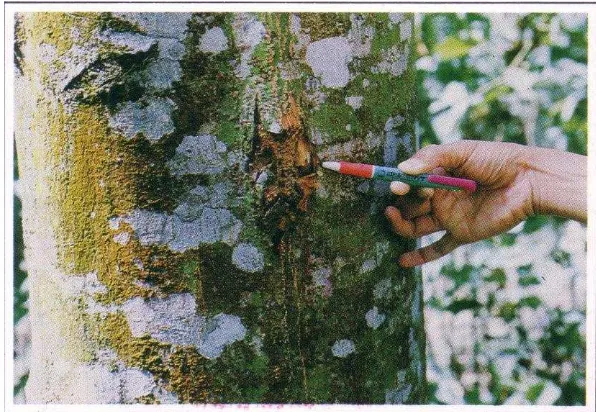 Gambar 5  Kelompok telur X. festiva pada celah-celah kulit batang pohon sengon. 