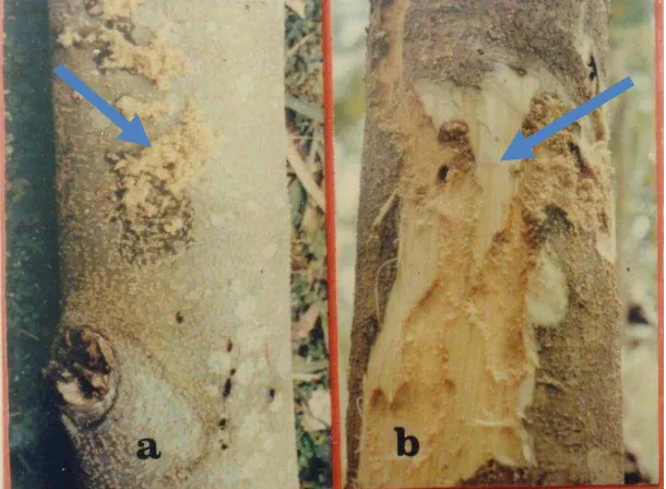 Gambar 6  Gejala serangan X. festiva pada batang sengon. Ket: (A) Serbuk gerek yang menempel pada bagian luar kulit; (B) Kerusakan pada bagian luar kayu gubal setelah kulit batang sengon dikupas