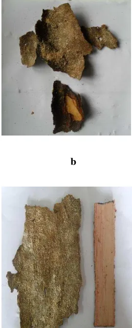Gambar 7  Bagian pohon yang diambil untuk analisis kandungan kimia. Keterangan: (a) serbuk gerek pada permukaan kulit batang; (b) sisa kulit luar yang tidak dimakan; (c) kayu gubal; (d) sisa kulit yang tidak dimakan (kiri) dan yang belum dimakan (kanan)