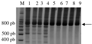 Gambar 1 Visualisasi gen COI A. cerana di PAGE 6% sebesar 800 pb. Sumur 1-10: Ac Jawa H10 (1-4 = Gunung Arca, Pandeglang, Pasuruan, dan Tretes); 5 = Ac Jawa 11; 6 = Ac Lombok H12; 7 = Ac Sumbawa H13; 8 = Ac Flores H14; 9 = Ac Flores H15