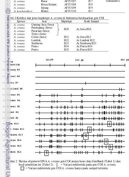 Tabel 2 Koleksi dan jenis haplotipe A. cerana di Indonesia berdasarkan gen COI 