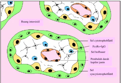 Gambar 2. Sirkulasi uteroplasenta melewati barier histologi yang terdiri dari sel 