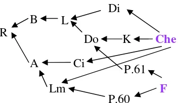 Gambar 8.  Diagram Panah B. Raflesia