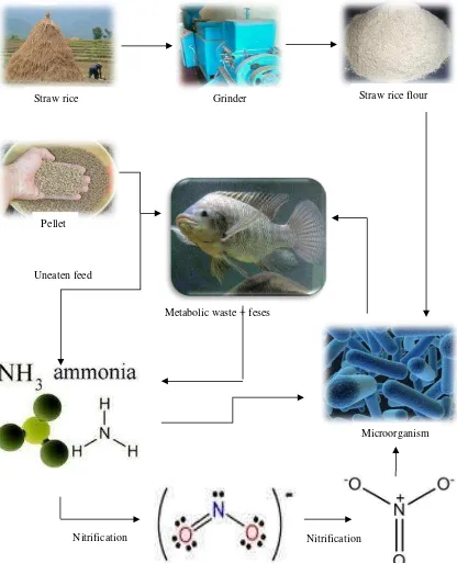 Gambar 1. Skema penggunaan jerami padi pada proses budidaya ikan dengan konsep C/N rasio 