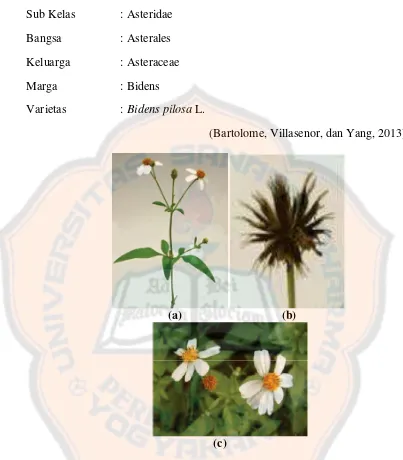 Gambar 4. Tanaman Bidens pilosa L. (a), bunga Bidens pilosa L. (b), dan  biji Bidens pilosa L
