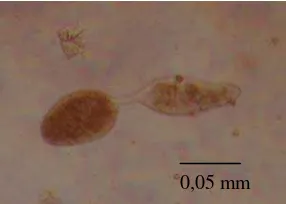 Gambar 2  Nimfa kutu putih pepaya yang terparasit. Mumi kutu putih pepaya (a) dan lubang keluar parasitoid (b) 