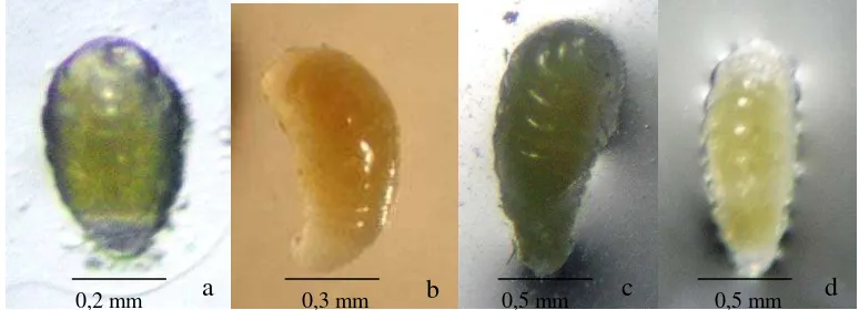 Gambar 4  Larva parasitoid A. papayae. Pembedahan pada hari ke-4 (a), ke-5 (b),  ke-6 (c) dan ke-7 (d) setelah inang terparasit 