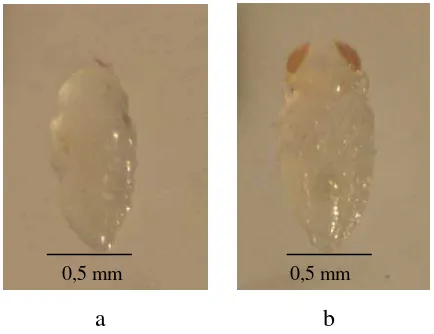 Gambar 5  Parasitoid A. papayae. Prapupa (a) dan Pupa (b) 