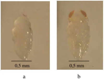 Gambar 5  Parasitoid A. papayae. Prapupa (a) dan Pupa (b) 