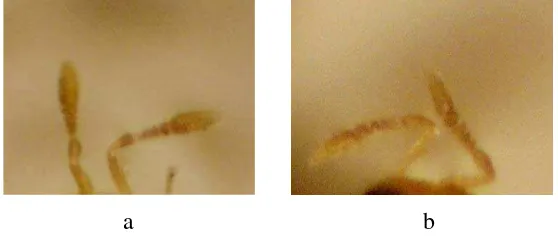 Gambar 7  Antena parasitoid A. papayae. Betina (a) dan jantan (b) 
