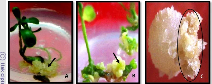 Gambar 14. Embrio somatik sekunder (A dan B = kalus embrio somatik sekunder  pada fase perkeecambahan embrio somatik primer