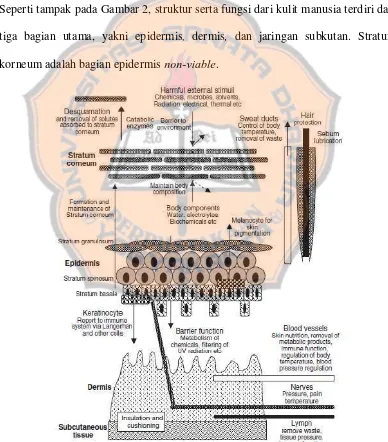 Gambar 2. Komponen Dan Fungsi Kulit (Walker and Smith, 1996). 