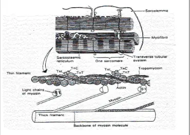 Gambar 1.  Struktur Otot Rangka 