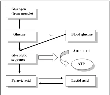 Gambar  9.  Glikolisis Anaerobik (Hazeldin, 1989: 7).