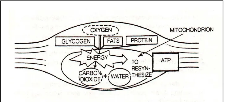 Gambar 10.  Proses Glikolisis Aerobik dalam Mitochondria 